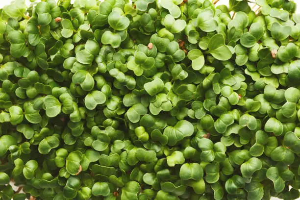 Fresh micro greens closeup. Top view on growing cress sprouts for healthy salad. Eating right, stay young and modern restaurant cuisine concept