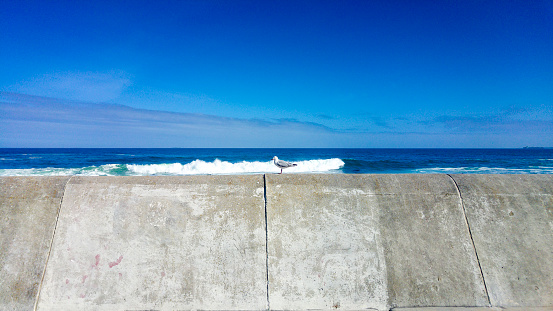 Lone seagull standing on cement wall, Cape Town, South Africa