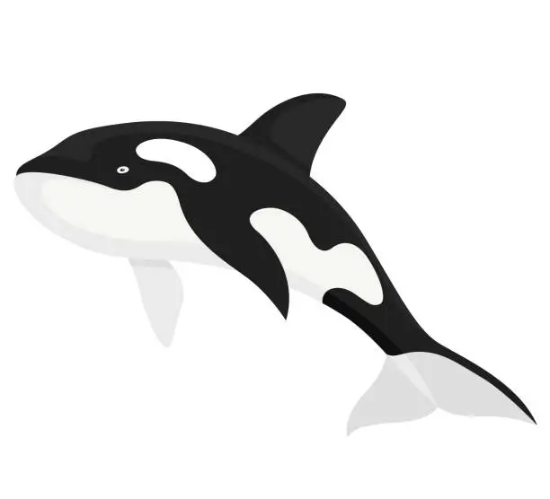 Vector illustration of Killer whale fish