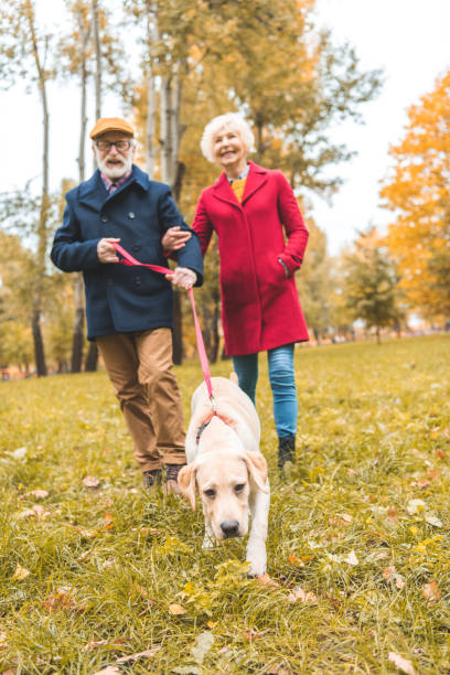 istock senior couple with labrador dog 882254942
