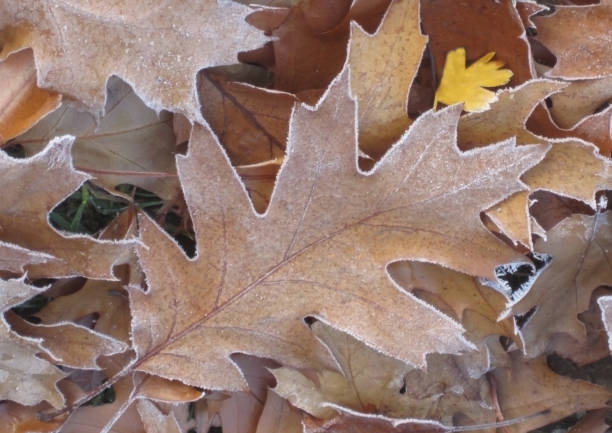 istock brown autumn leaves with hoarfrost 882255156