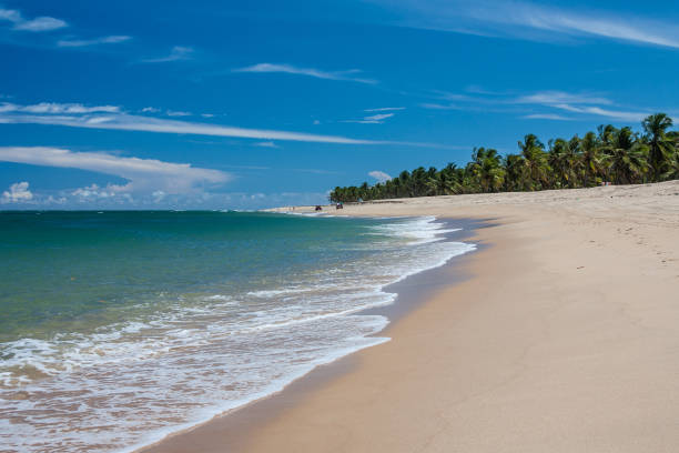 Gunga Beach - Alagoas - Maceio - Brazil Gunga Beach - Alagoas - Maceio - Brazil paradisaeidae stock pictures, royalty-free photos & images