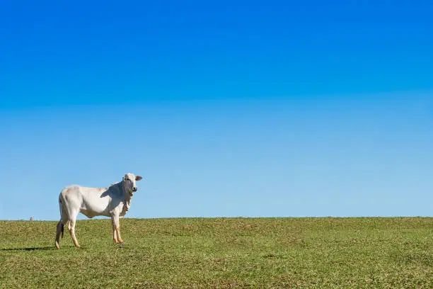 Alone ox at green pasture, with blue sky