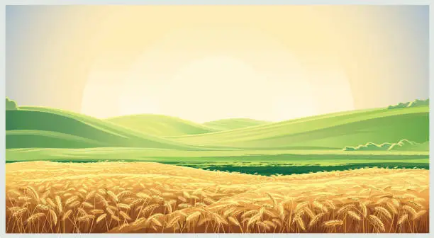 Vector illustration of Summer landscape with field wheat