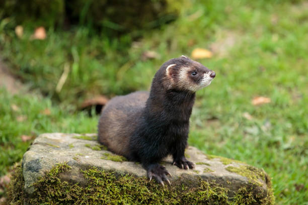 istock An European Polecat also known as the black or forest polecat 882255716
