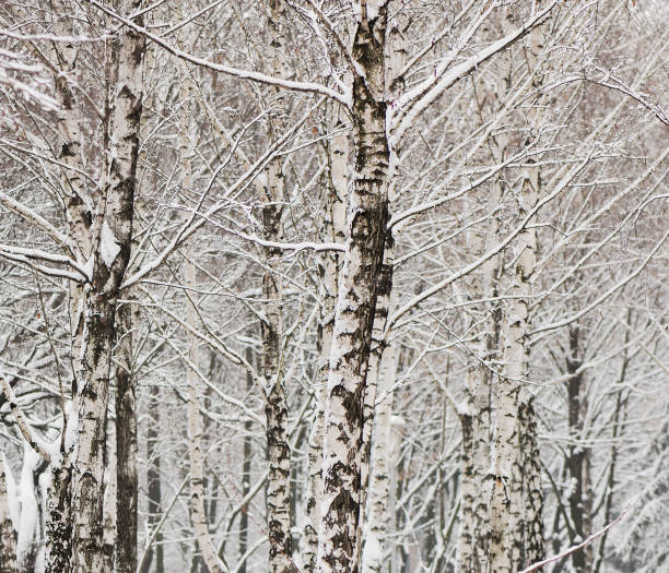 istock Branches and Trees Covered with Snow in the City Park. 882258838