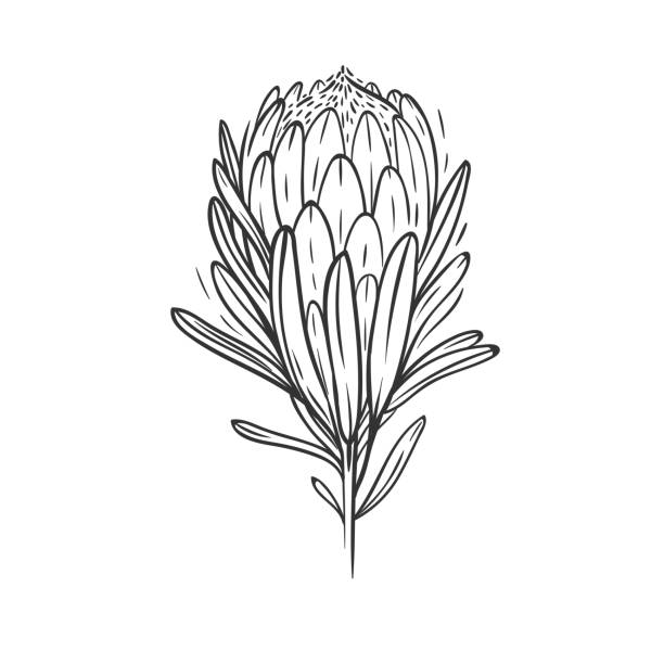ilustraciones, imágenes clip art, dibujos animados e iconos de stock de protea flor aislado en blanco - ornamental garden europe flower bed old fashioned