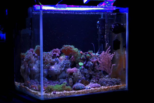 istock Coral reef aquarium tank scene 882259542