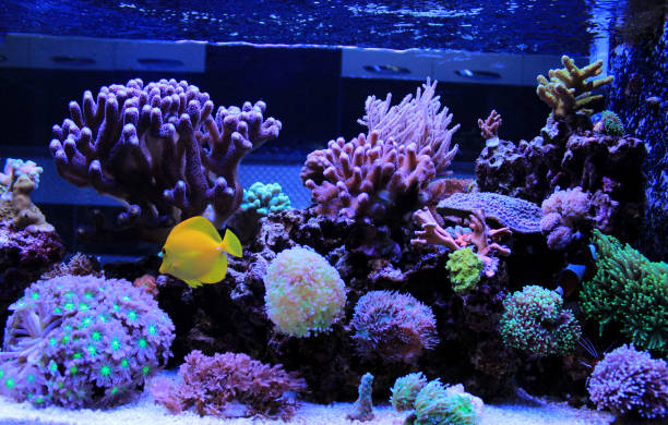 istock Coral reef aquarium tank scene 882259544
