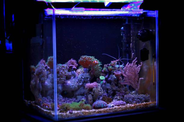 istock Coral reef aquarium tank scene 882259546