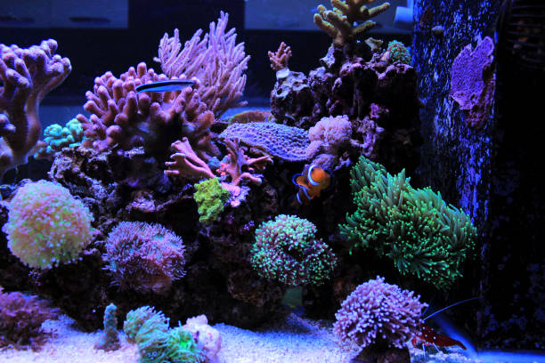 istock Coral reef aquarium tank scene 882259550