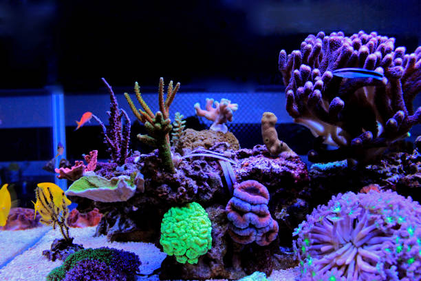 istock Coral reef aquarium tank scene 882259552