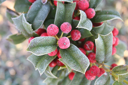 Frozen on green leaves and red berries of Holly tree.
