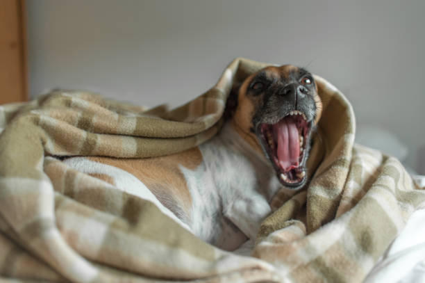 istock Dog yawning on bed 882265216