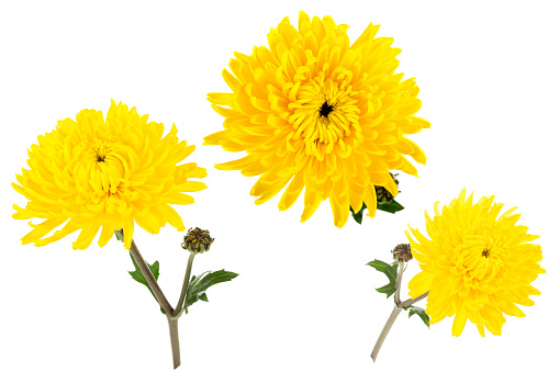 Set of three bright yellow chrysanthemums isolated on white bachground. One flower with bud shot at different angles, includung top view.