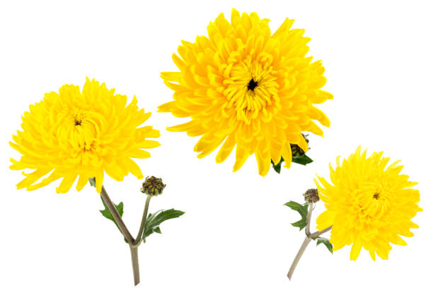 set of three bright yellow chrysanthemums isolated on white bachground. one flower with bud shot at different angles - yellow chrysanthemum imagens e fotografias de stock