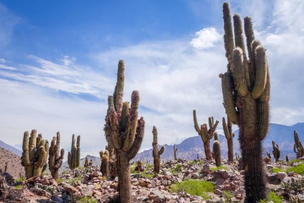 istock giant cactus in the desert, Argentina 882273686