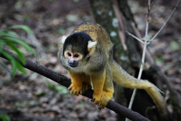 istock Black-capped squirrel monkey, South Africa 882281156