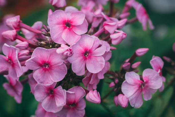 istock Macro picture of a pink verbena. 882281430