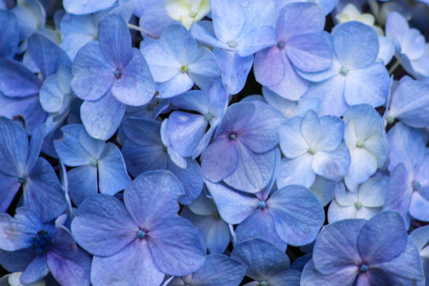 istock Blue hydrangea close-up of flowers. 882283818