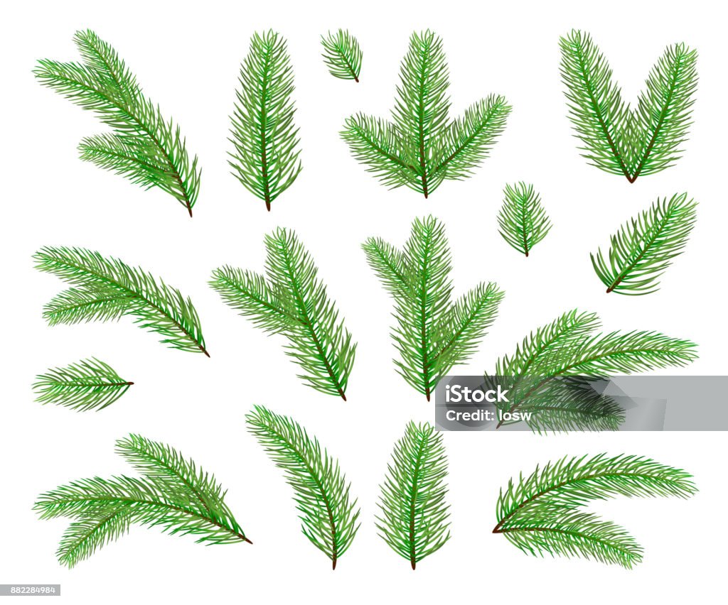 Christmas tree branches Christmas decorations. Set of fir-tree branches isolated on white background, illustration. Branch - Plant Part stock vector