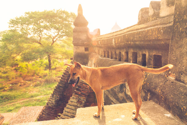 Stray dog in the temple. Stray dog at old temple in Bagan, Myanmar situs taruhan greyhound: taruhan terbaik stock pictures, royalty-free photos & images