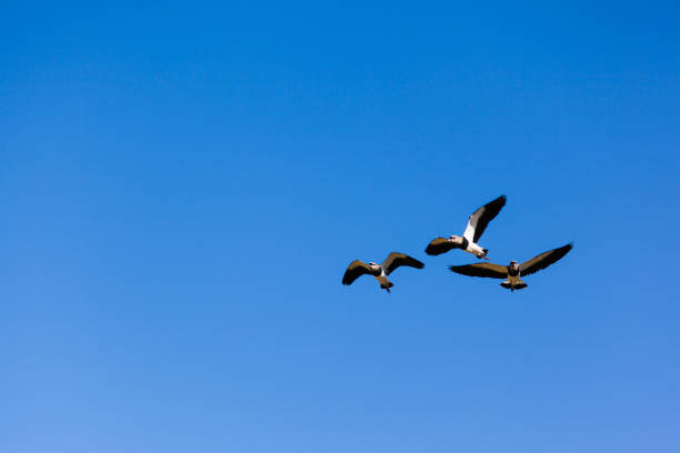 Birds Southern Lapwing flying at blue sky without clouds