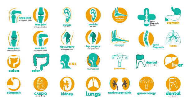 ilustrações de stock, clip art, desenhos animados e ícones de mega collection of medical icon,
s. templates icon,
s for dental clinic, orthopedic, hepatology, cardio, e.n.t. and so on - human joint human knee pain x ray