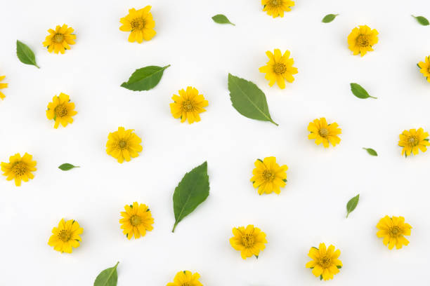 istock Yellow Wedelia flowers with green leaves pattern on white background 882291968