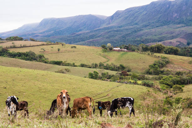 istock Cattle grazing beside Serra da Canastra National Park - Minas Gerais State - Brazil 882294888