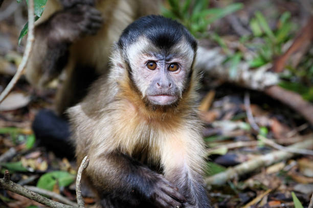 istock Black capuchin monkeys in South Africa 882294946