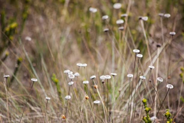 Foliage at dry fields at Serra da Canastra National Park - Minas Gerais - Brazil