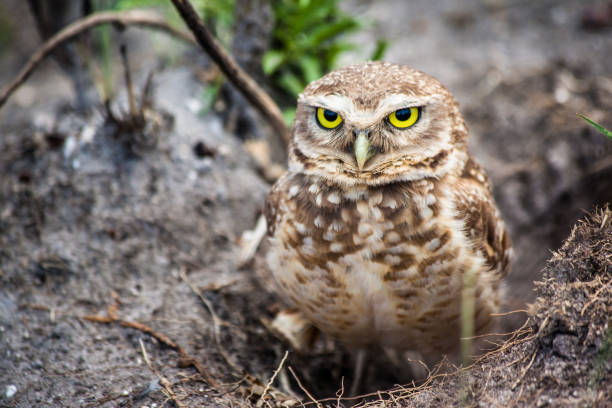istock Owl from Serra da Canastra National Park - Minas Gerais - Brazil 882295392