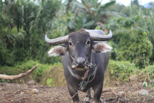 istock Buffalo standing in a field 882295722