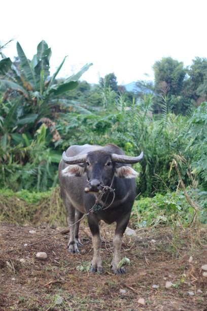 istock Buffalo standing in a field 882295758