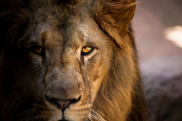 león mirando directamente a la cámara. - leon fotografías e imágenes de stock