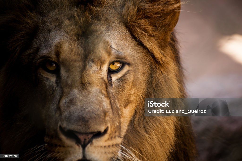 Lion looking straight into the camera. Lion - Feline Stock Photo