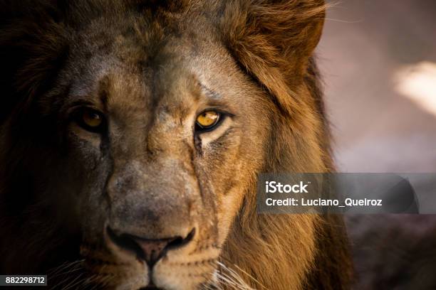 Lion Looking Straight Into The Camera Stock Photo - Download Image Now - Lion - Feline, Leo, Animal Head