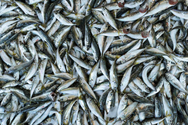 istock Fish in the market 882299158