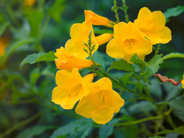 istock Golden trumpet, Allamanda cathartica. 882299930