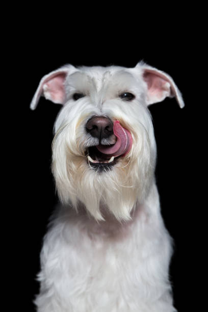 istock funny portrait of a miniature schnauzer on a black background in studio isolate 882303098