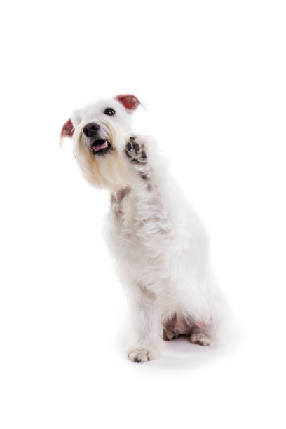 istock portrait of a miniature schnauzer on a white background in studio isolate 882303504