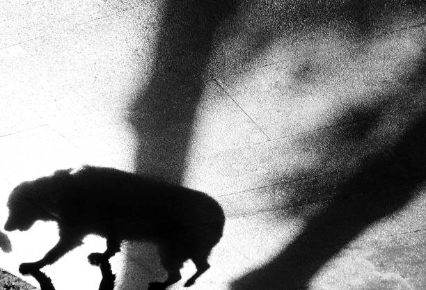 istock Blurry shadow of a dog 882303582