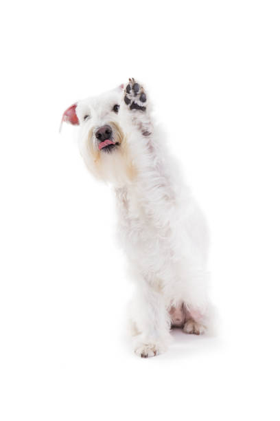 istock portrait of a miniature schnauzer on a white background in studio isolate 882303608