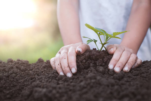 istock Child hand planting young tree on black soil as save world concept 882306236