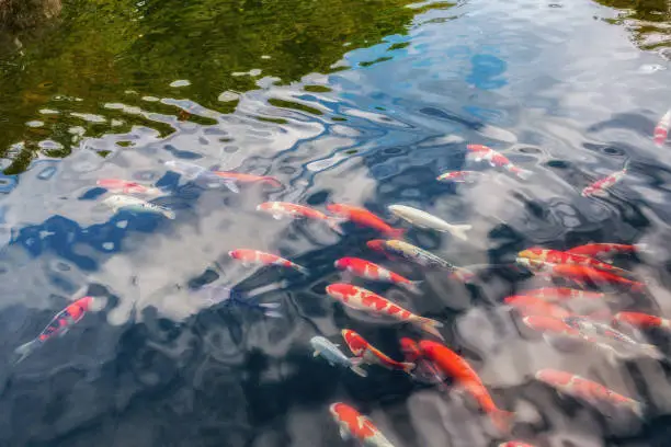 Colorful koi carp pattern in the national Japanese park. Himeji, Japan