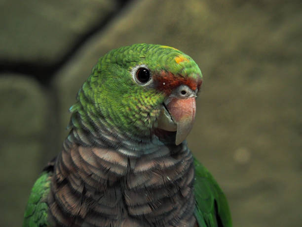 istock Portrait of colorful parrot 882311078