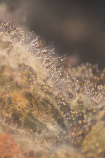 istock Aspergillus (mold) under the Stereo microscope view for Microbiology in Lab. 882311518