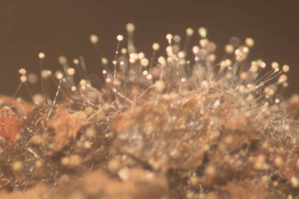 istock Aspergillus (mold) under the Stereo microscope view for Microbiology in Lab. 882311534