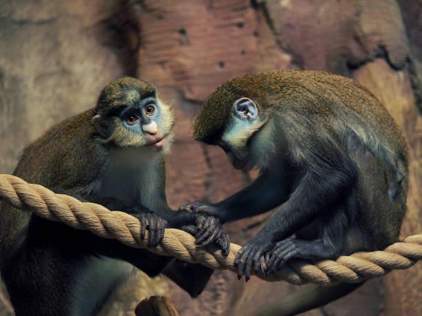 Portrait of Lesser Spot-Nosed Monkey. Primates in the zoo